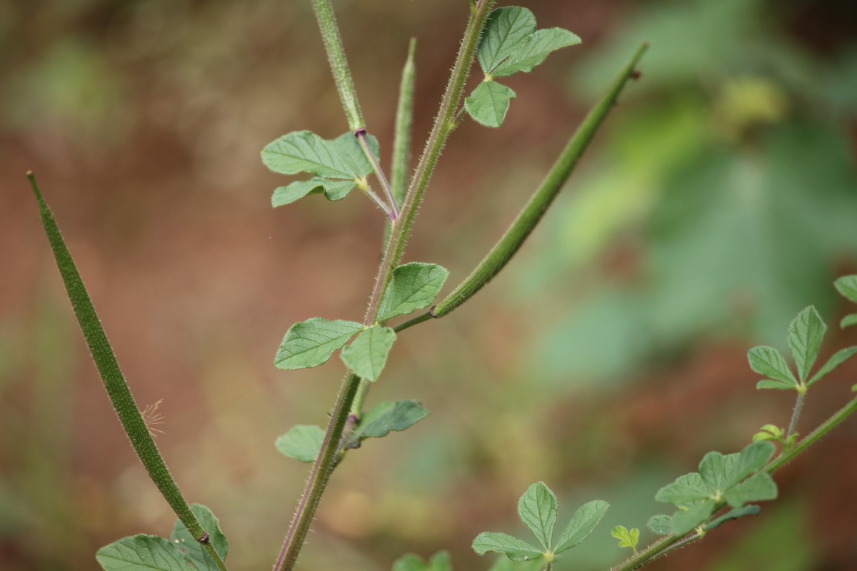 Cleome viscosa L.